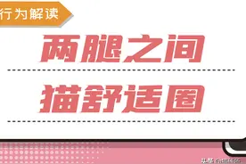 为什么猫咪爱睡在我的两腿之间，它们咋想的？图片
