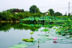 荷叶绿，荷花红，蜜蜂爱采花，美女喜赏荷图片