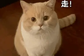 表情包｜给个机会？图片