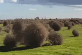 一颗会跑的“鸟窝”竟有这么大的危害？图片