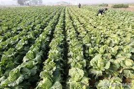 种菜要学会这样施肥，别随意乱施，产量高低就出在这里图片