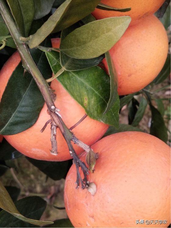 12月柑橘管理要点：控冬梢、施冬肥、防霜冻，现在掌握还来得及