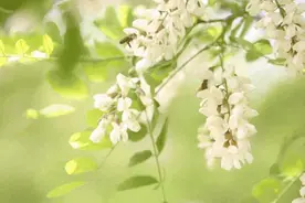 槐花蜜价格多少钱一斤？洋槐蜜适合什么人喝？图片