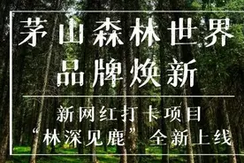 宝盛园更名茅山森林世界发布会隆重举行，林深见鹿开启全新森林度假IP时代图片