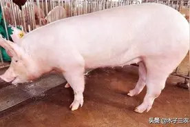 不用B超！怎么鉴别母猪是否怀孕？养殖老手的经验，新手知道吗？图片