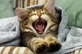 都说猫咪是水做的，但当它们被卡住脑袋的时候，却笑不出来了图片