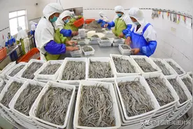 江苏连云港：海产品加工厂 助力妇女家门口就业图片