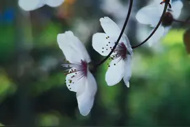 snapseed中的旋转工具和透视工具中的旋转功能，究竟有什么差别图片