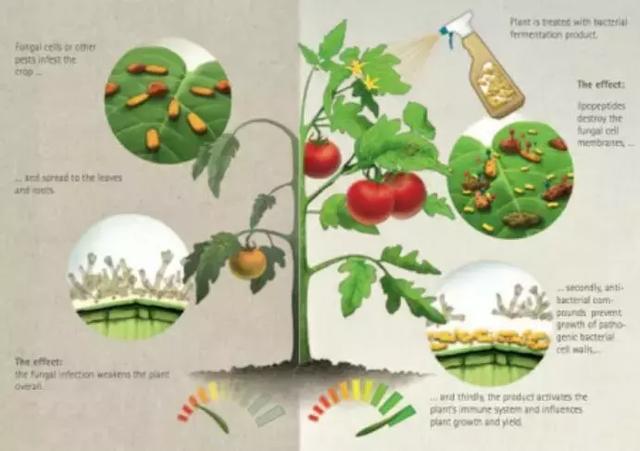 农药巨头都在研究什么？2025年全球生物农药市场将达到95亿美金