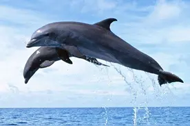 比亚迪新车命名“海豚”，更年轻主打性价比图片