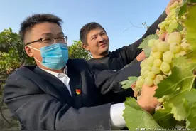 若羌：“农夫果园” 让农民富起来图片