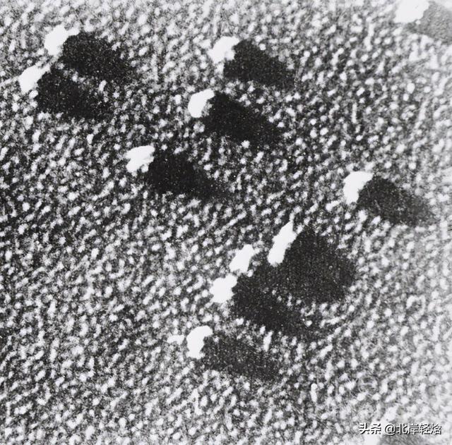 核糖体：揭开生物体内合成蛋白质的奥秘 2009年诺贝尔化学奖介绍