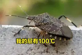 臭屁虫：臭到久经不散，却依然没挡住几百一斤上餐桌图片