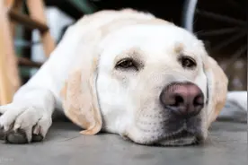 狗狗肾衰竭晚期什么症状？痛苦吗？图片