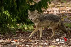 郊狼又咬人让温哥华水族馆重开蒙阴影 大温居民区老鼠猖獗后巷打架图片