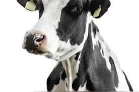 你知道大名鼎鼎的“雪花牛肉”来自哪种牛吗？哪种牛产的奶最多吗？图片