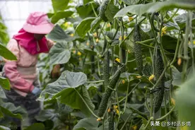 种蔬菜自制微生物菌剂，一亩仅需十几元，肥地、增产、防病虫图片