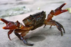 江苏发生的上万只螃蟹突然上岸事件，真的是地震发生的前兆吗？图片