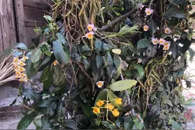 茶树“3大寄生植物”：年轻人当杂草除，殊不知在古代是皇家贡品图片