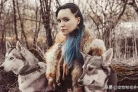 小猞猁获救后，被一群二哈带大，这下好了，猫不猫狗不狗了…图片