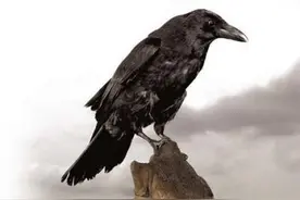 冷战时美国中情局训练动物间谍：让猫窃听谈话，用蚊子打探敌人图片