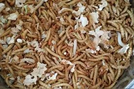 辟谣，饲养黄粉虫必须用麦麸吗？不，没有麸皮也一样能养好面包虫图片