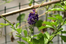 浓浓巧克力味道的蕾丝金露花，原来也是蜜蜂的最爱图片