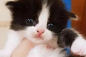 女孩花20块钱买了只奶牛猫，越养越觉得奇怪：这体型也太大了吧？图片
