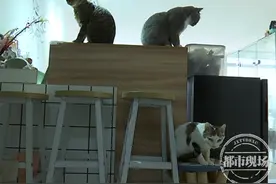 事发江西南昌，撸猫不成反被抓伤，店方：我们有提醒图片