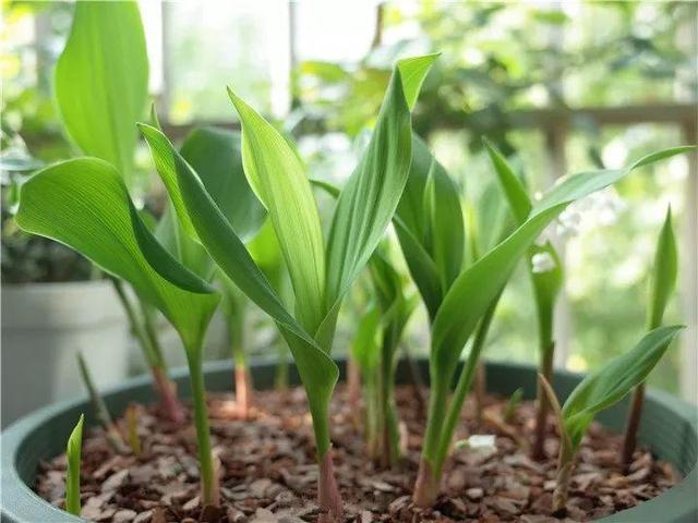 贝拉小蜜蜂草本身体乳