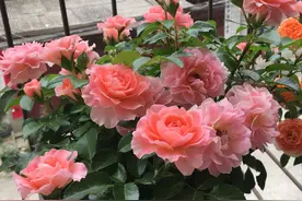 新手养花“黑名单”，买了也养不活，谨慎买这些花图片