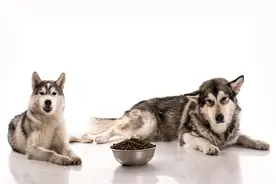 养宠日记：狗狗受伤了怎么处理伤口才好图片