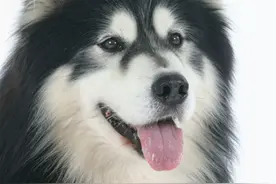 阿拉斯加和哈士奇傻傻分不清？阿拉斯加，我不是哈士奇图片