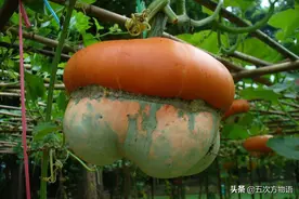 吃瓜续集：看瓜、砍瓜、搅瓜、石灰瓜、烧瓜都是什么瓜？图片