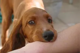男子被宠物狗咬伤，打了狂犬疫苗，半个月后，人为什么还是没了？图片