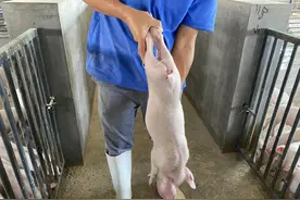 他只上过二年级如今却能照顾7百头猪：养大猪仔我才能见老婆一面图片