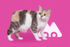 给猫接生需要准备哪些工具？图片