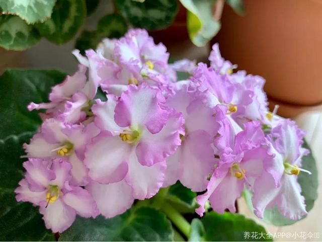 贝拉小蜜蜂草本身体乳