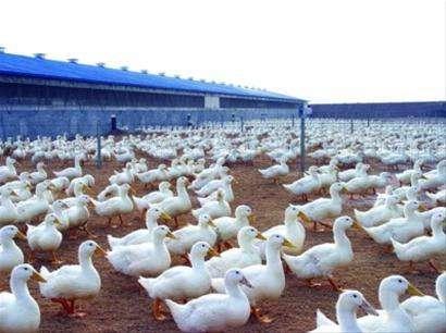 养肉鸭技术大全(养殖中的提高肉鸭效益的6大妙招)