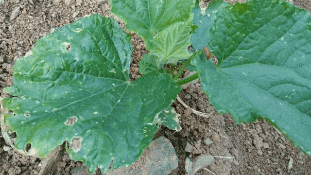 黄守瓜危害黄瓜，驱避不如诱杀，2种措施5个技巧，为啥？图片