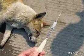 利用弓弩毒针射杀家犬！临川一男子被刑事拘留！图片