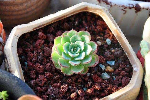 多肉植物 浇茶水(多肉植物一次浇多少水合适)-措必培