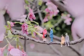 春天来了，美美的樱花怎么拍才好看呢？图片