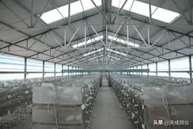 你知道吗？养鸽子的好处原来真的这么多图片