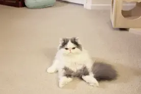 猫咪悠闲的坐在地上，这豪放的姿势，活像个女汉子视频封面