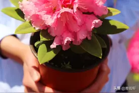 杜鹃花扦插繁殖技术与管理分析图片
