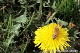 知道蜂蜜怎么来的？才能真正了解蜂蜜的价值。这篇科普值得收藏图片