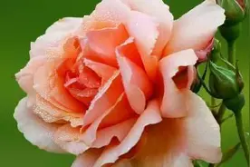 如何使玫瑰花长得快图片