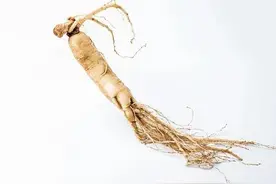 抗衰老的中药（六）图片