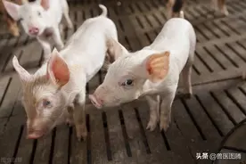 小猪从出生到出栏，完整的操作流程，养猪人值得收藏图片